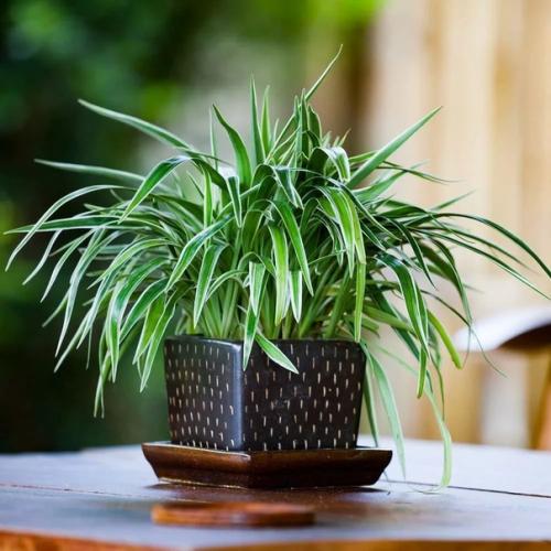 Хлорофитум подходит для выращивания дома, его зелень очистит, увлажнит воздух и оживит комнату. 01