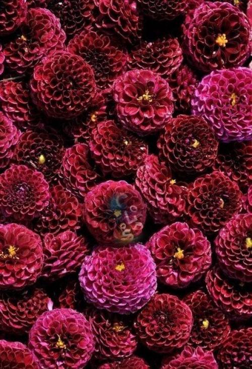 Доброго и солнечного вам осеннего утра? 04