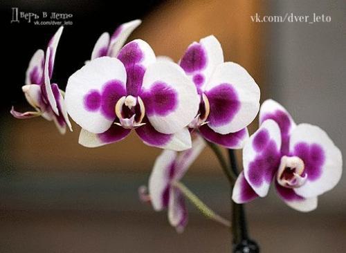 15 растений специально для лентяев. 05