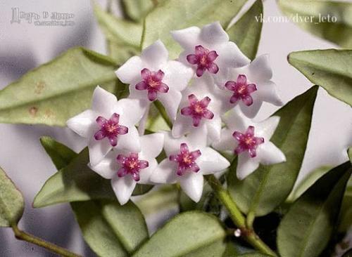 15 растений специально для лентяев. 06