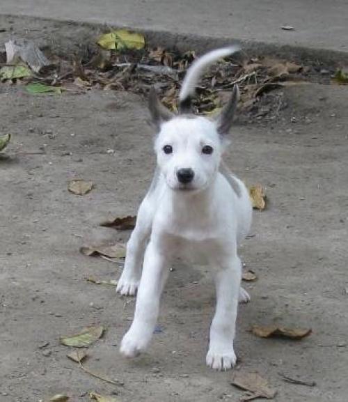 Олечка стрельцова. Ольга 0990736201. 01