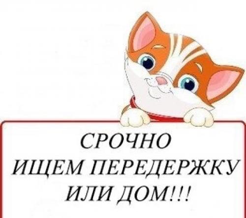 Саратов. Передержка или дом! 01