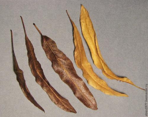 Как быстро законсервировать листья в глицерине? 04