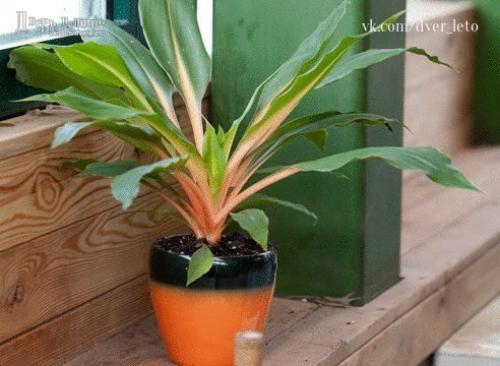 15 растений специально для лентяев. 03