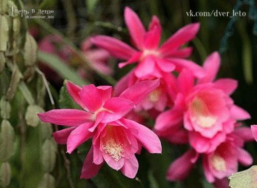 15 растений специально для лентяев. 07