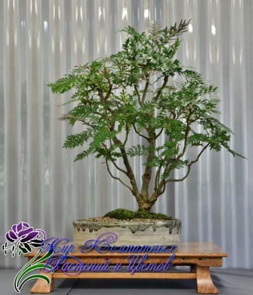 Древовидная гревиллея с филигранной зеленью? 03