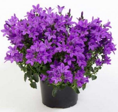 Цветы_Vosaduli. Кампанула - Жених и невеста. 01 Цветы_Vosaduli. Кампанула - Жених и невеста. 01