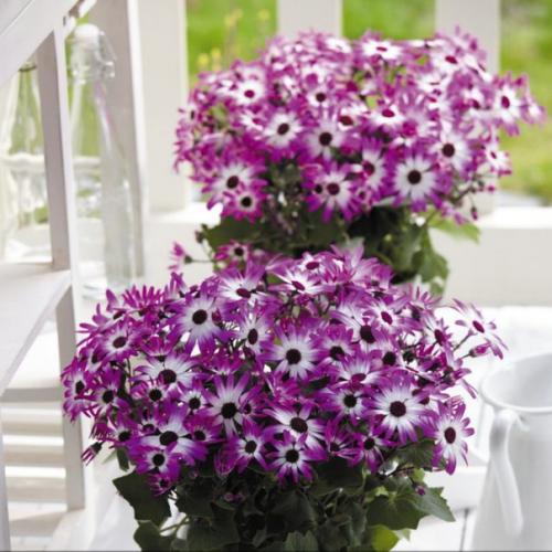 Комнатные перикаллисы - яркие ромашки. 03