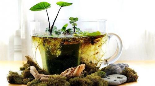 Комнатные растения растущие в ВОДЕ? 04 Комнатные растения растущие в ВОДЕ? 04