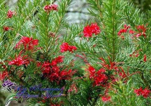 Древовидная гревиллея с филигранной зеленью?