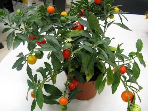 Паслён?   Обычно в комнатных условиях разводят два вида паслена: 06