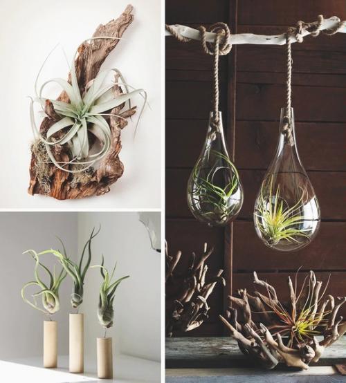 6 комнатных растений, которыми можно украсить свою кухню. 05 6 комнатных растений, которыми можно украсить свою кухню. 05