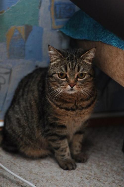 Красавица - недотрога буся ждет своего человека! 03