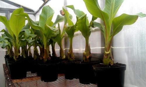 Энсета - декоративный абиссинский банан? 04