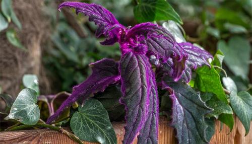 Гинура - синяя птица? 04