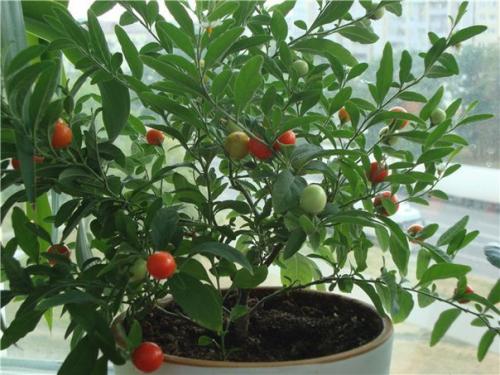 Паслён?   Обычно в комнатных условиях разводят два вида паслена: 03