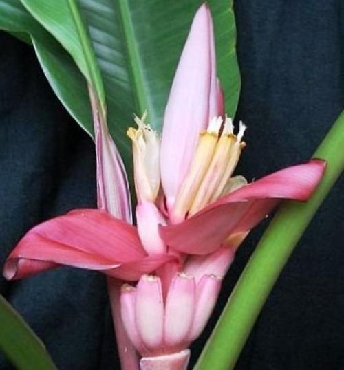 Мы выращиваем банан дома. 02