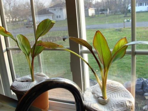 Энсета - декоративный абиссинский банан? 08