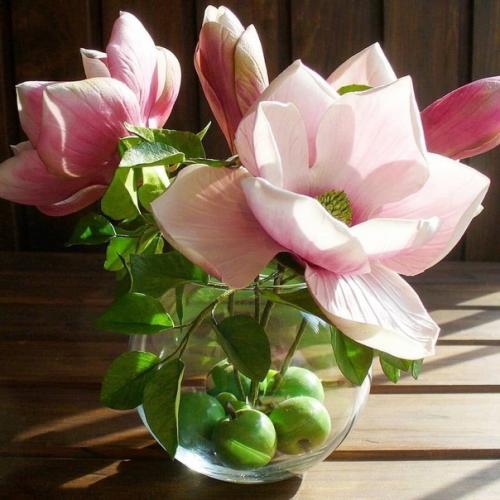 К числу красивых, нежных и трогательных растений можно с полной уверенностью отнести магнолию. 03