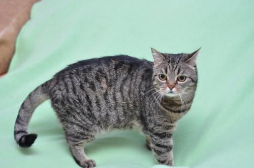 Красавица - недотрога буся ждет своего человека! 01