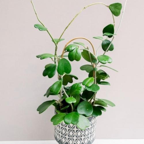 Хотите - верьте, хотите - проверьте: цветы, приносящие счастье и любовь в дом! 06 Хотите - верьте, хотите - проверьте: цветы, приносящие счастье и любовь в дом! 06