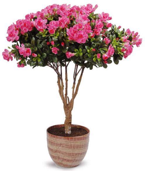 Азалия (Azalea) - королева цветочного царства? 03