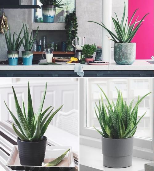 6 комнатных растений, которыми можно украсить свою кухню. 01 6 комнатных растений, которыми можно украсить свою кухню. 01