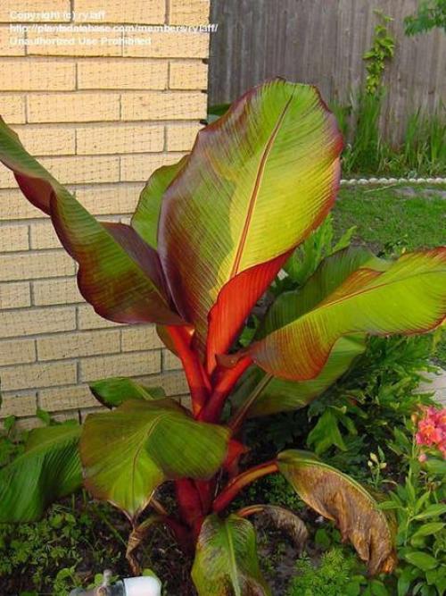 Энсета - декоративный абиссинский банан? 02