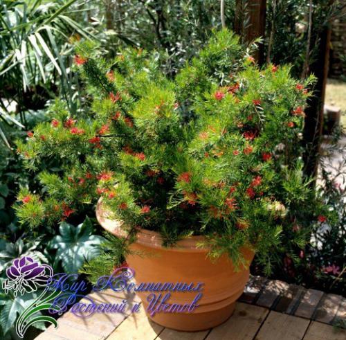 Древовидная гревиллея с филигранной зеленью? 01