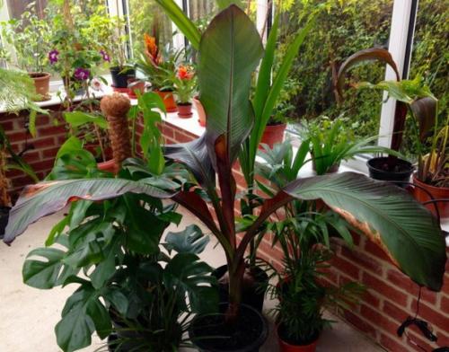 Энсета - декоративный абиссинский банан? 01