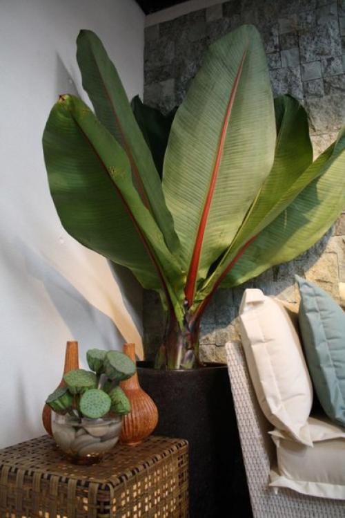 Энсета - декоративный абиссинский банан? 07