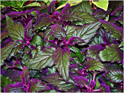 Гинура - синяя птица? 03