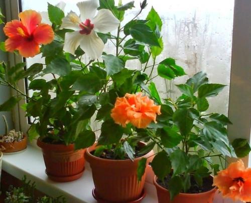 Хотите - верьте, хотите - проверьте: цветы, приносящие счастье и любовь в дом! 05 Хотите - верьте, хотите - проверьте: цветы, приносящие счастье и любовь в дом! 05