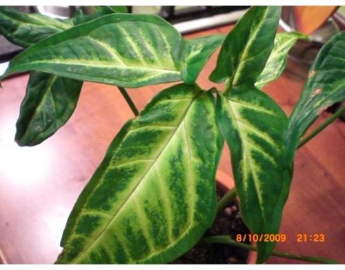 Пизония - новозеландский экзот? 02