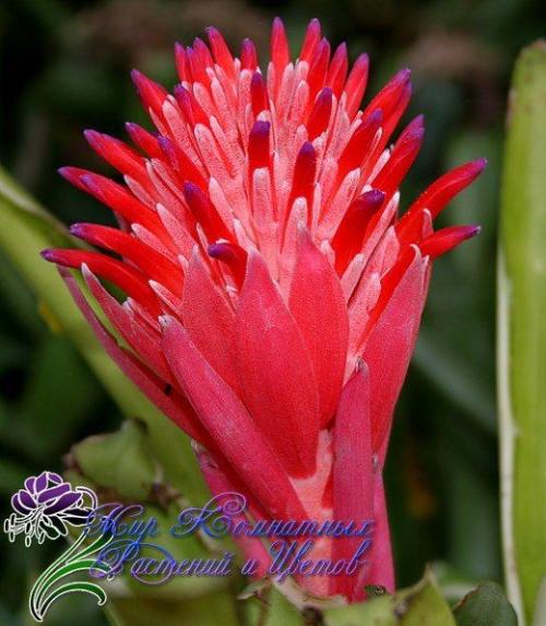 Неприхотливая и преданная бильбергия поникающая. 06