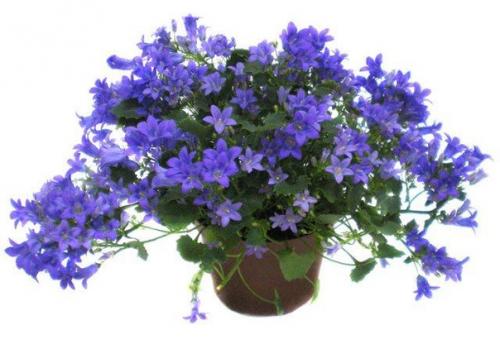 Цветы_Vosaduli. Кампанула - Жених и невеста. 04 Цветы_Vosaduli. Кампанула - Жених и невеста. 04