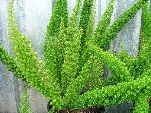 Аспарагус@Chel_Flora.
