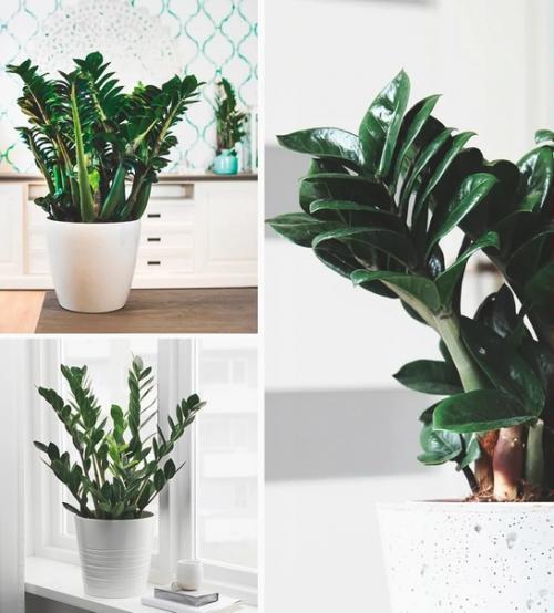 6 комнатных растений, которыми можно украсить свою кухню. 03 6 комнатных растений, которыми можно украсить свою кухню. 03
