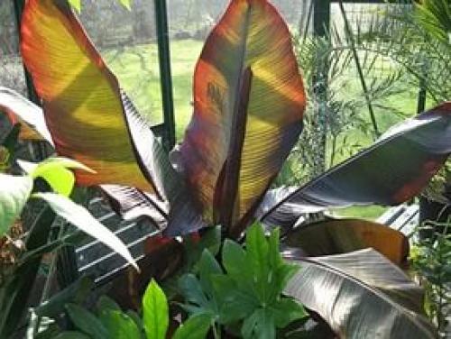 Энсета - декоративный абиссинский банан? 05