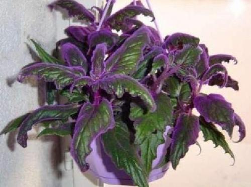 Гинура - синяя птица? 01