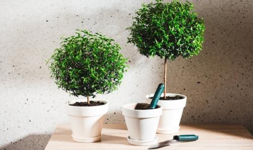 Хотите - верьте, хотите - проверьте: цветы, приносящие счастье и любовь в дом! 07 Хотите - верьте, хотите - проверьте: цветы, приносящие счастье и любовь в дом! 07