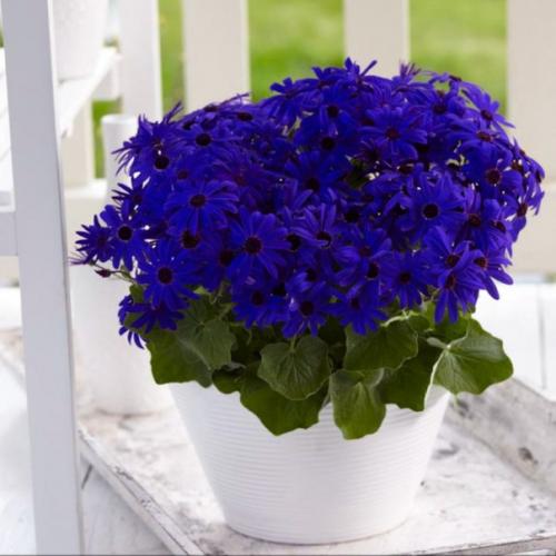 Комнатные перикаллисы - яркие ромашки. 04