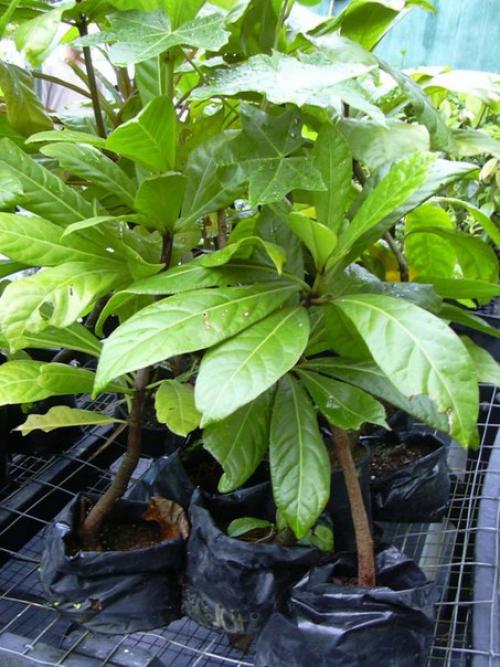 Пизония - новозеландский экзот? 03