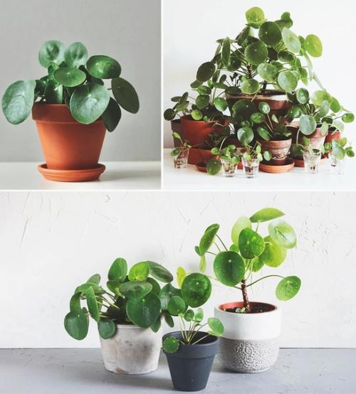 6 комнатных растений, которыми можно украсить свою кухню. 02 6 комнатных растений, которыми можно украсить свою кухню. 02