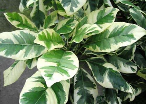 Пизония - новозеландский экзот? 08