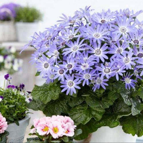 Комнатные перикаллисы - яркие ромашки. 02