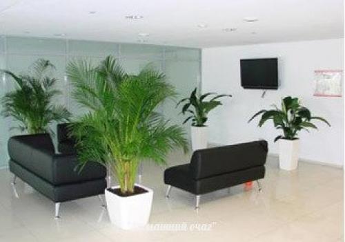 Фитодизайн помещений. Озеленение квартир и офисов. 02 Фитодизайн помещений. Озеленение квартир и офисов. 02