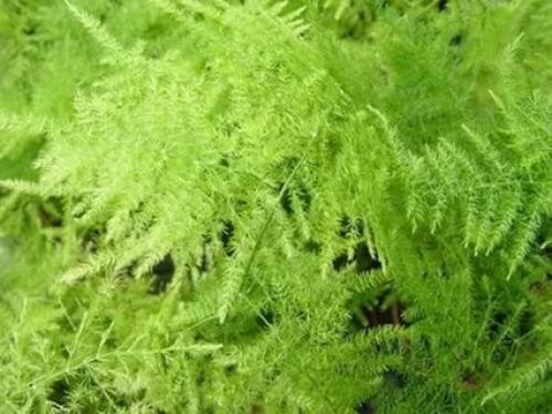 Аспарагус@Chel_Flora. 01