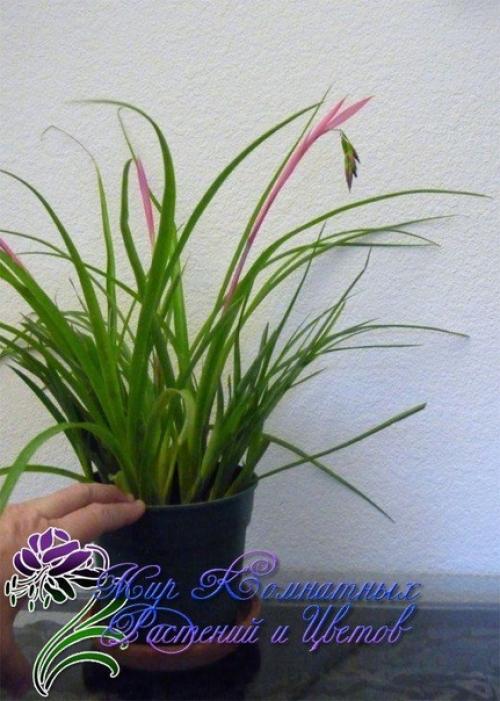 Неприхотливая и преданная бильбергия поникающая. 05