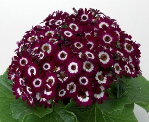 Комнатные перикаллисы - яркие ромашки. 01